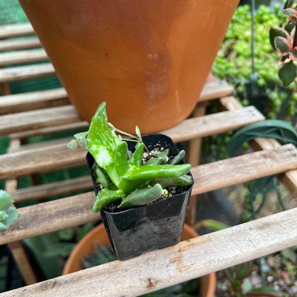 Green and white Faucaria Tuberculosa