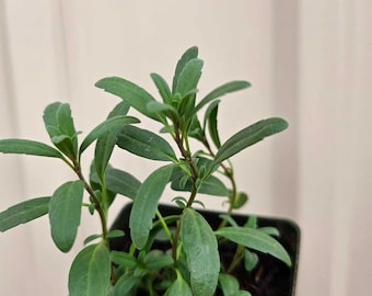 hyssop plant (Hyssopus officinalis) live plant, healthy beautiful plant in a 3 in pot