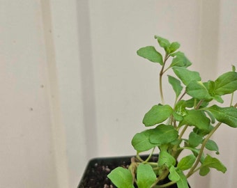 Sweet Marjoram live Plant in a 3in pot