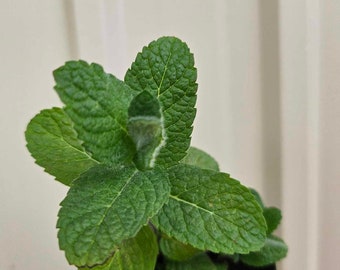 Apple Mint (Mentha suaveolens) live Plant in a 3in pot
