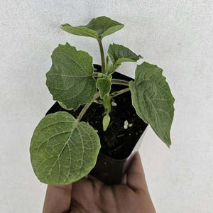 Aunt Molly's ground cherry (Physalis pruinosa) ground cherry live plant in a 3 inch pot.