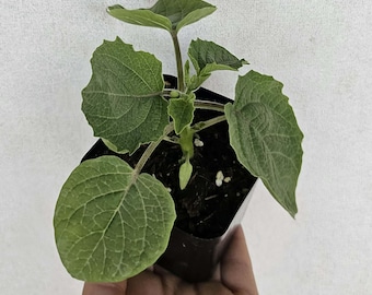Aunt Molly's ground cherry (Physalis pruinosa) ground cherry live plant in a 3 inch pot.