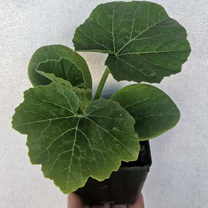 Supermoon Pumpkin live plant in a 3 inch pot
