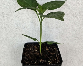 Korean hot pepper, Gochujang King live plant in a 3 in pot