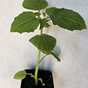 Aunt Molly's ground cherry (Physalis pruinosa) ground cherry live plant in a 3 inch pot.