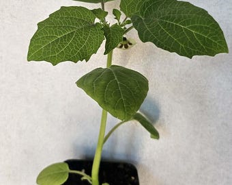 Aunt Molly's ground cherry (Physalis pruinosa) ground cherry live plant in a 3 inch pot.