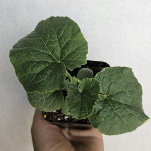 May include: Overhead shot of a small potted plant with large, textured green leaves. The leaves have a slightly ruffled edge and prominent veining. The plant is in a small black pot, and the background is a plain white surface.