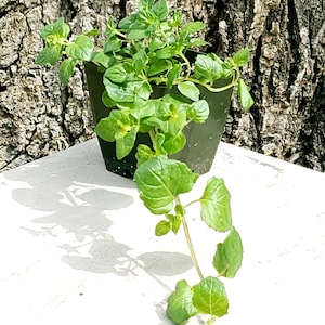 yerba buena Live Plant in a 3in pot, real yerba buena, Clinopodium douglasii Yerba Buena image 1