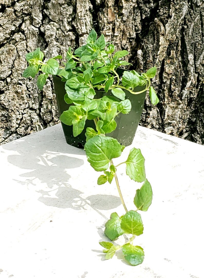 yerba buena Live Plant in a 3in pot, real yerba buena, Clinopodium douglasii Yerba Buena image 1