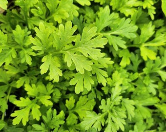 wormwood plant, healthy beautiful plant in a 3 in pot