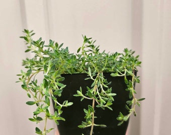 creeping thyme live plant in a 3 inch pot, good groundcover plant