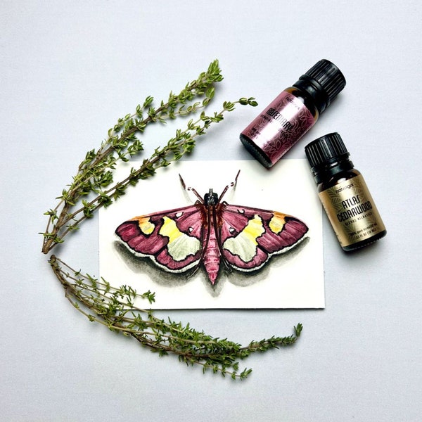 Watercolor Moth Art Print. Entomology Art. Pink Nursery Decor. Moth Wall Art. Pink Moth. Science Classroom Art. Witchy Decor.