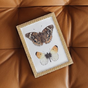 Puede incluir: Una imagen enmarcada en oro con dos mariposas. La mariposa m&aacute;s grande es marr&oacute;n con marcas negras y la mariposa m&aacute;s peque&ntilde;a es naranja y blanca.