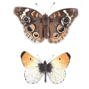 Puede incluir: Dos mariposas, una con alas marrones con marcas naranjas y negras y la otra con alas blancas con marcas naranjas y negras.