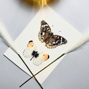 Puede incluir: Una pintura de acuarela de dos mariposas sobre un fondo blanco. Una mariposa es marr&oacute;n con marcas negras y blancas, y la otra es blanca con marcas negras y naranjas.