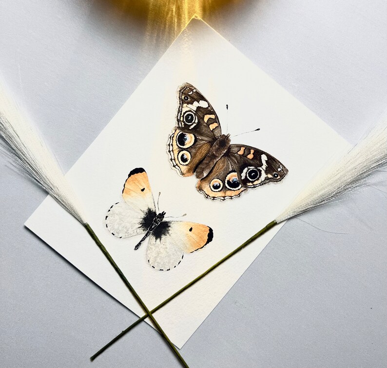 Puede incluir: Una pintura de acuarela de dos mariposas sobre un fondo blanco. Una mariposa es marr&oacute;n con marcas negras y blancas, y la otra es blanca con marcas negras y naranjas.