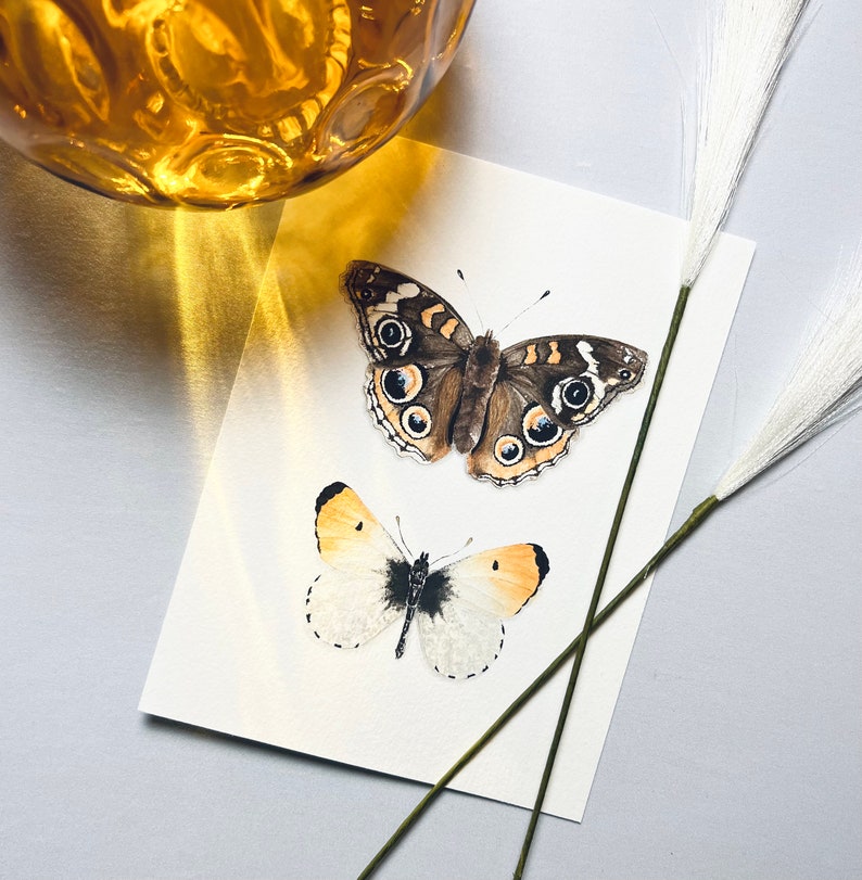 Puede incluir: Una pintura de acuarela de dos mariposas sobre un fondo blanco. La mariposa m&aacute;s grande es marr&oacute;n con marcas negras y tiene una envergadura de aproximadamente 7,5 cm. La mariposa m&aacute;s peque&ntilde;a es amarilla con marcas negras y tiene una envergadura de aproximadamente 5 cm.