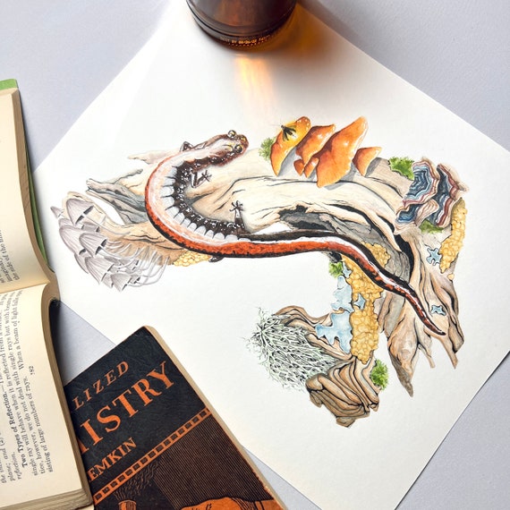 Watercolor Salamander Art Print. Natural Science illustration. Mushroom Painting. Science Classroom Decor. Firefly Drawing. Cottagecore Art.