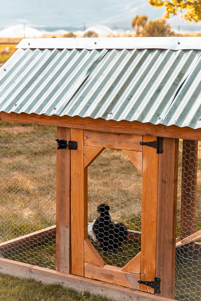 May include: A wooden chicken coop with a corrugated metal roof. The coop has a wire mesh enclosure and a wooden door with black hinges. A black and white chicken is visible inside the coop.