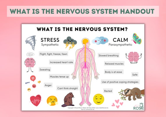What is the Nervous System Handout for Teens and Kids. Mental | Etsy