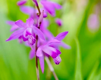 Organic Bletilla Purple Ground Orchid Live Plant (Fragrant Terrestrial Starter Size 4 Inch)