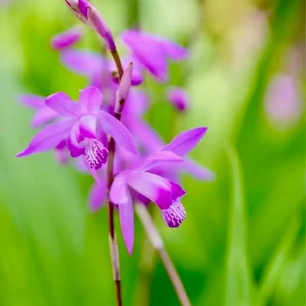 Organic Bletilla Purple Ground Orchid Live Plant (Fragrant Terrestrial Starter Size 4 Inch)