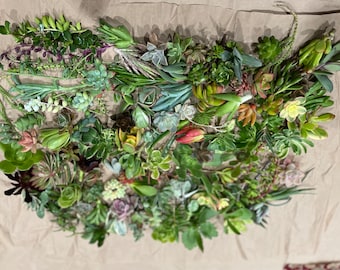 May include: A collection of succulent plants in various colours and sizes, arranged in a circular pattern on a brown paper background.