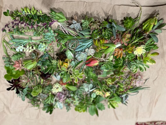 50 Random Succulent Starter Floret Cuttings