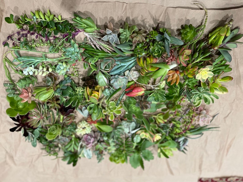 50 Random Succulent Starter Floret Cuttings bild 1