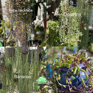 May include: An image showcasing various hanging succulent plants. The image includes plants labeled "Ruby necklace", "Dolphins", and "Bananas". The plants have green foliage, some with small yellow flowers, and are displayed in hanging pots. One plant is in a blue pot.