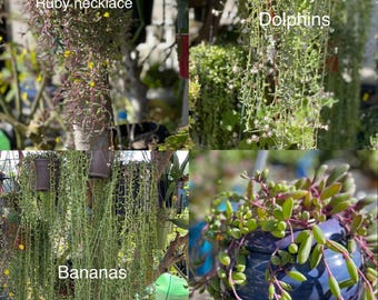 Strings of Bananas, Dolphins & Ruby Necklace=15 cuttings