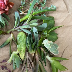 50 Random Succulent Starter Floret Cuttings bild 7