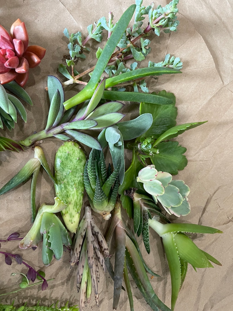 50 Random Succulent Starter Floret Cuttings bild 7