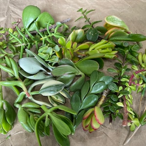 50 Random Succulent Starter Floret Cuttings bild 6