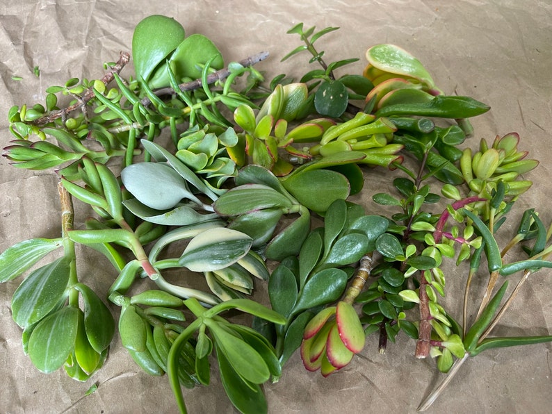 50 Random Succulent Starter Floret Cuttings bild 6