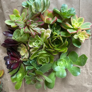 50 Random Succulent Starter Floret Cuttings bild 3