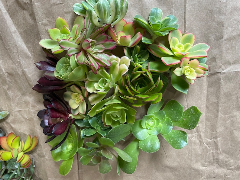 50 Random Succulent Starter Floret Cuttings bild 3