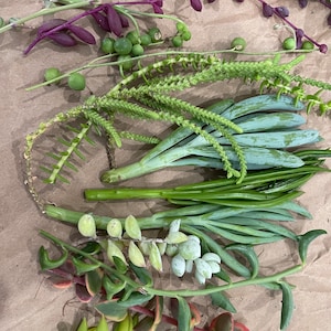 50 Random Succulent Starter Floret Cuttings bild 8