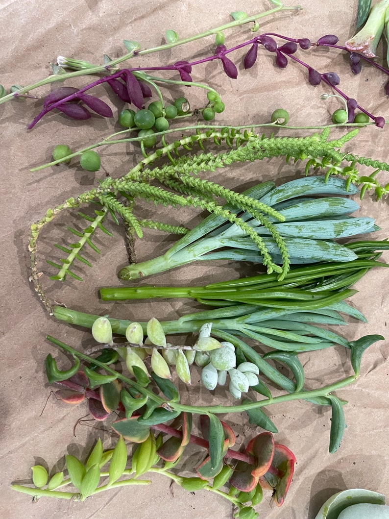 50 Random Succulent Starter Floret Cuttings bild 8