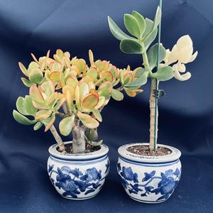 May include: Two potted jade plants with green, yellow, and red leaves. The plants are in matching white and blue floral patterned ceramic pots. The background is a dark blue.