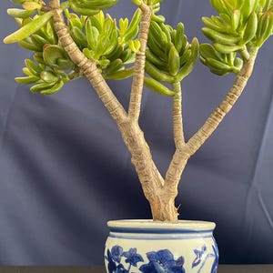 May include: A jade plant in a small, round, white and blue floral patterned ceramic pot. The plant has thick, green, oval-shaped leaves and brown stems. The pot sits on a black surface against a dark blue backdrop.