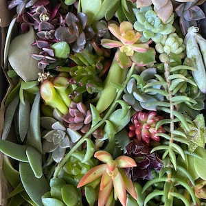 50 Random Succulent Starter Floret Cuttings bild 2