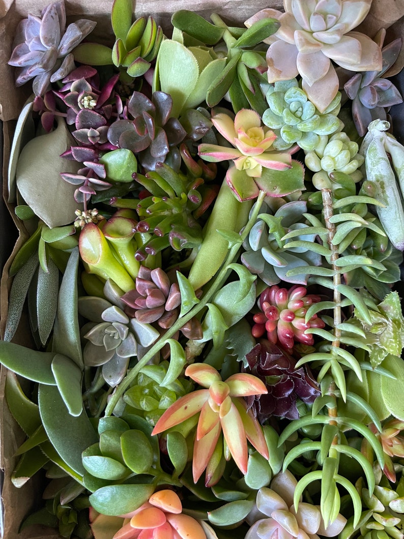50 Random Succulent Starter Floret Cuttings bild 2