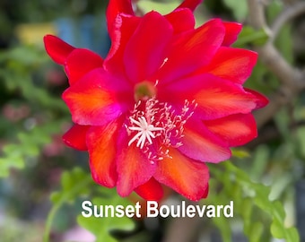 Mixed Epiphyllum Lot  of 5 Cuttings– Multiple Bloom Colors