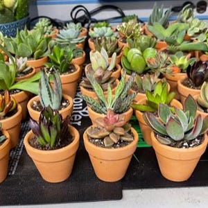 50 Random Succulent Starter Floret Cuttings bild 9
