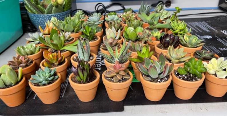50 Random Succulent Starter Floret Cuttings bild 9