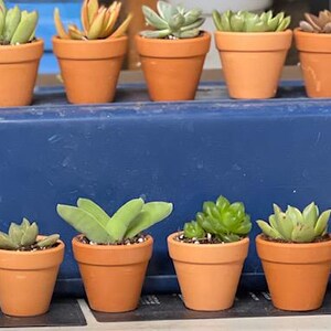 50 Random Succulent Starter Floret Cuttings bild 10