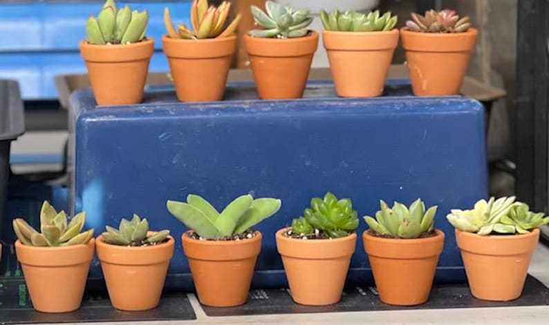 50 Random Succulent Starter Floret Cuttings bild 10