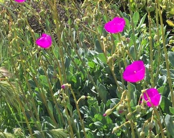 Rock Purslane*Calandrinia Spectabilis* 15 Cuttings 8-12"