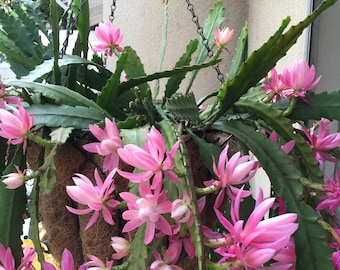 German Empress Epiphyllum Orchid Cactus 8-10" Cutting